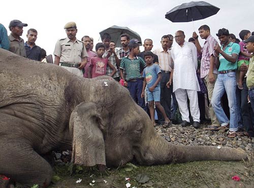 В Индии пассажирский поезд врезался в группу слонов