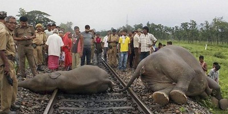В Индии пассажирский поезд врезался в слонов